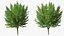 Ginkgo Vert Arbre