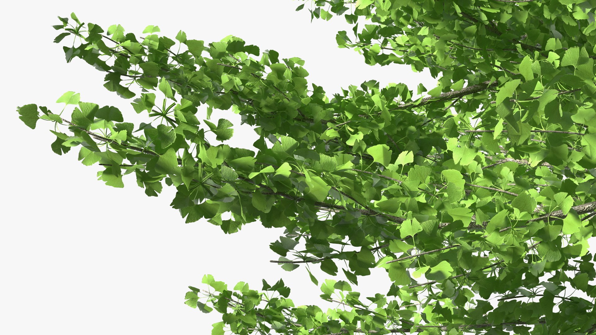 Ginkgo Tree Green 3D model https://p.turbosquid.com/ts-thumb/8Q/7xjgqE/Lw/ginkgotreegreenvray3dmodel017/jpg/1643748514/1920x1080/fit_q87/991de62972365d70f83aefa9b89d454c18746dcb/ginkgotreegreenvray3dmodel017.jpg