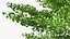 Ginkgo Vert Arbre