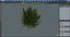 Ginkgo Vert Arbre