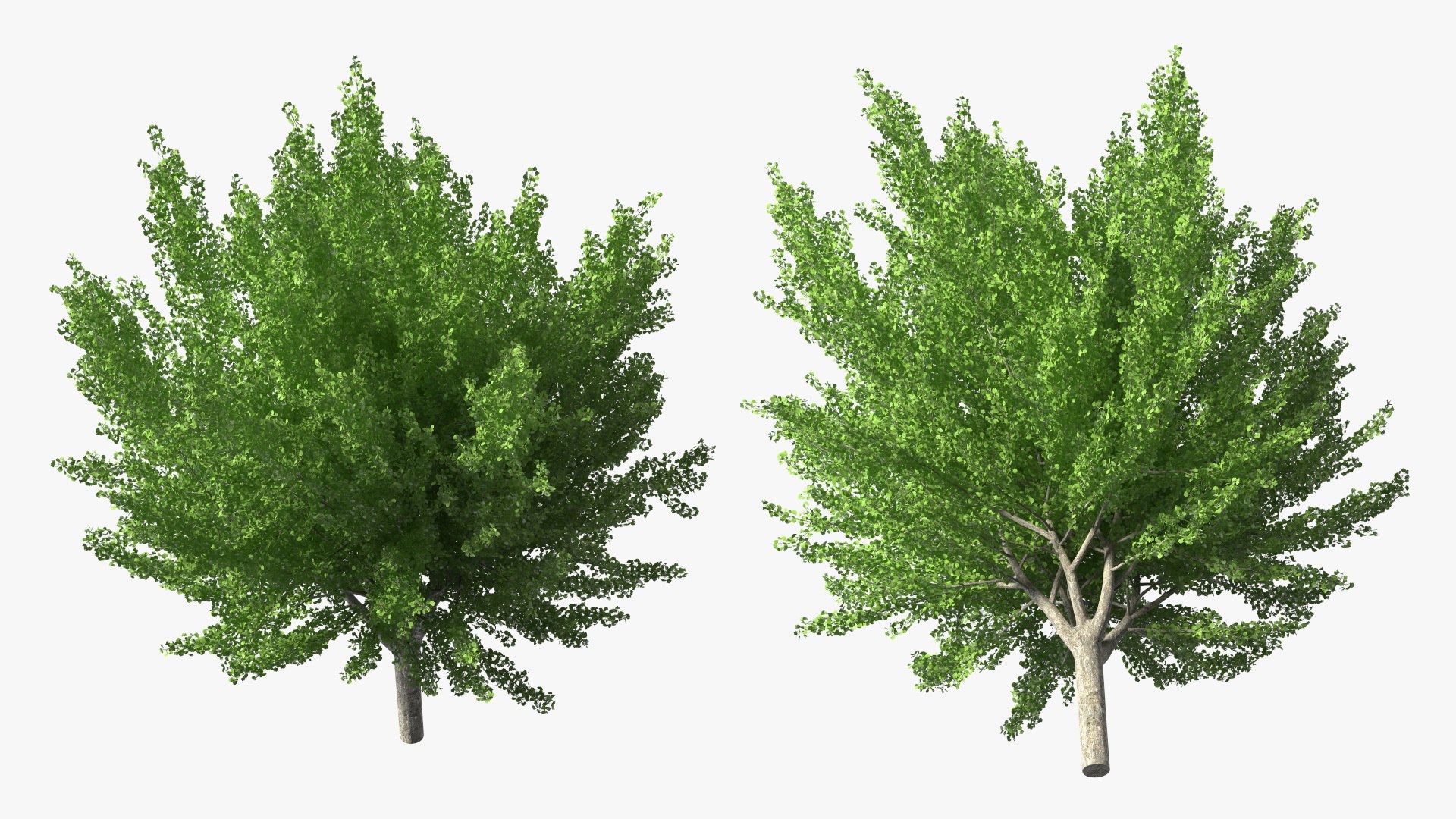Ginkgo Tree Green 3D model https://p.turbosquid.com/ts-thumb/8Q/7xjgqE/Uc/ginkgotreegreenvray3dmodel008/jpg/1643748486/1920x1080/fit_q87/6120f39ed33ee102181db21cc1b09acc93795ddb/ginkgotreegreenvray3dmodel008.jpg