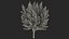 Ginkgo Vert Arbre
