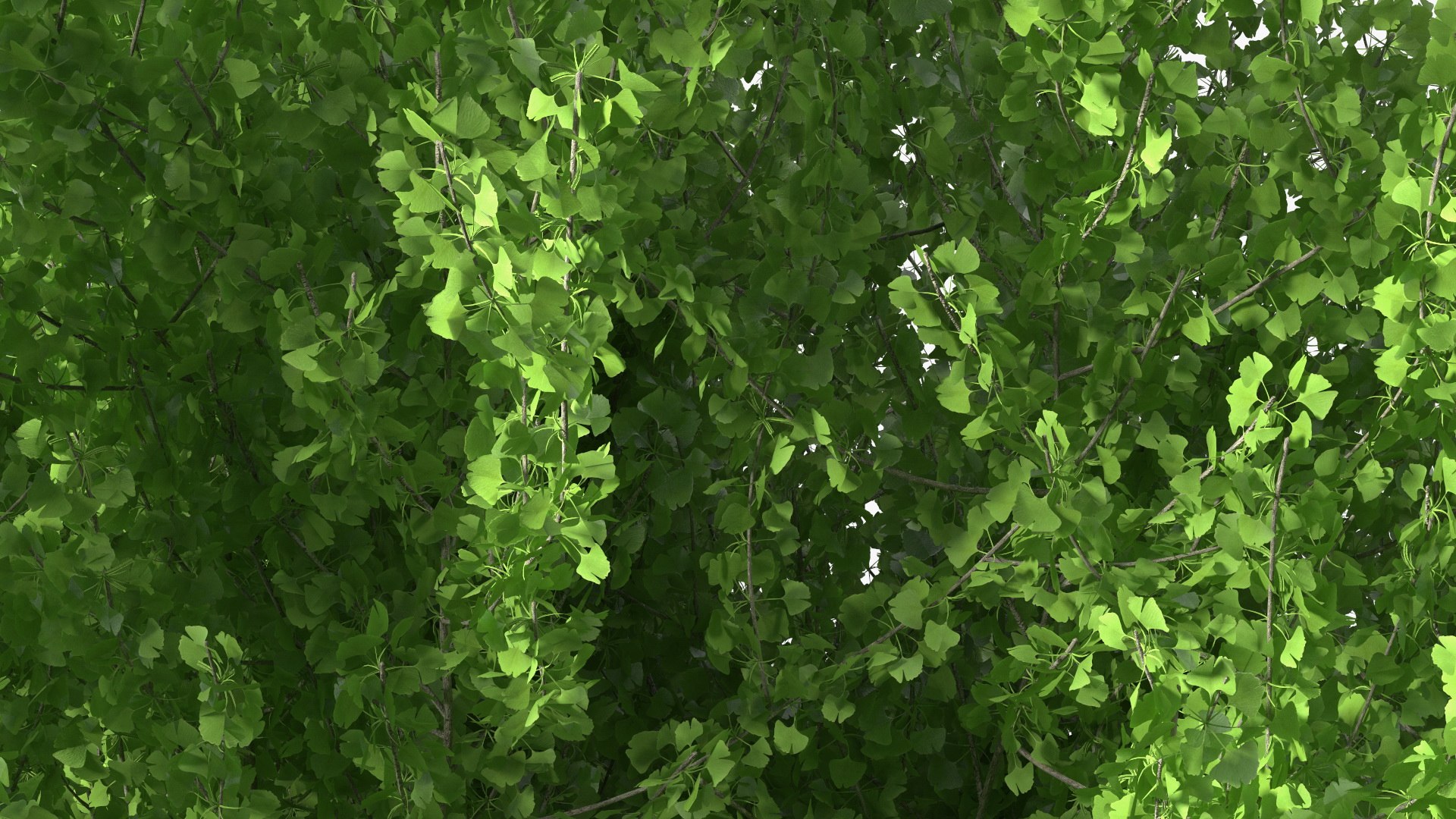 Ginkgo Tree Green 3D model https://p.turbosquid.com/ts-thumb/8Q/7xjgqE/ZM/ginkgotreegreenvray3dmodel015/jpg/1643748507/1920x1080/fit_q87/8481d42e9cce5050d7d28c1426ffc2ce4eafaf87/ginkgotreegreenvray3dmodel015.jpg