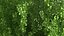 Ginkgo Vert Arbre