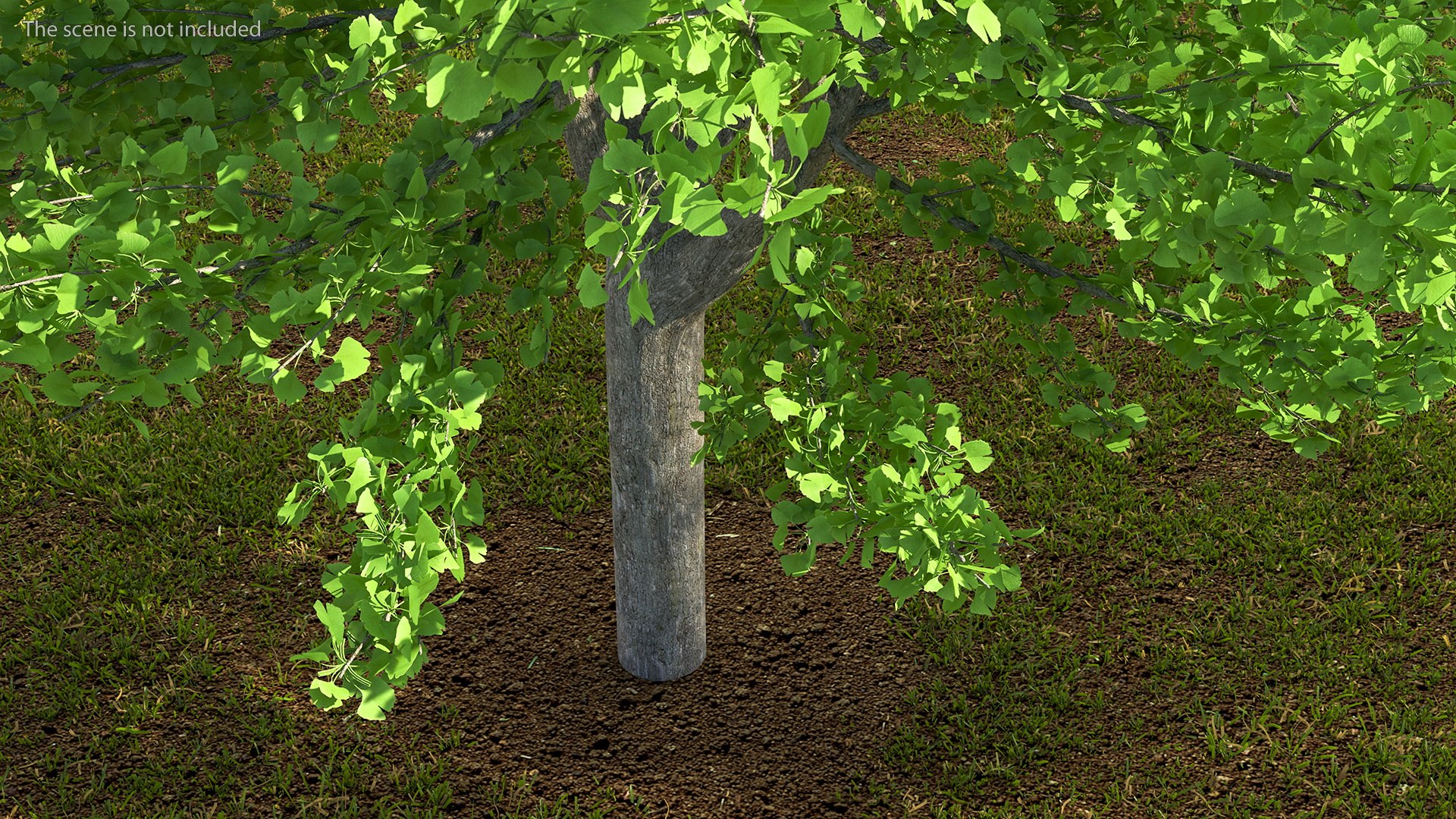Ginkgo Tree Green 3D model https://p.turbosquid.com/ts-thumb/8Q/7xjgqE/aS/ginkgotreegreenvray3dmodel004/jpg/1643748474/1920x1080/fit_q87/e5cc64f519509a40ed601555254e1e0bf2b15635/ginkgotreegreenvray3dmodel004.jpg