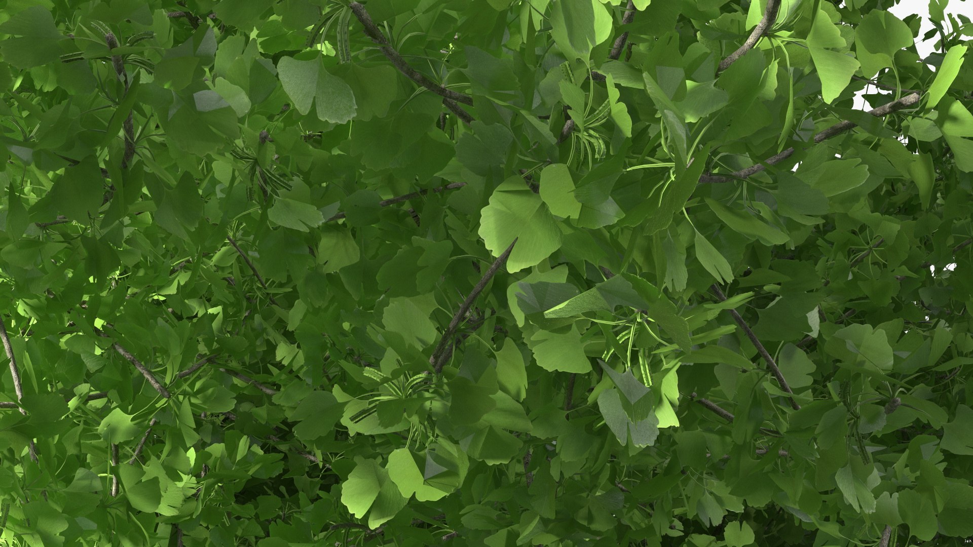 Ginkgo Tree Green 3D model https://p.turbosquid.com/ts-thumb/8Q/7xjgqE/dE/ginkgotreegreenvray3dmodel014/jpg/1643748505/1920x1080/fit_q87/d83a226859add0af0db930b1858ca78b8e50ab14/ginkgotreegreenvray3dmodel014.jpg