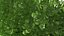 Ginkgo Vert Arbre