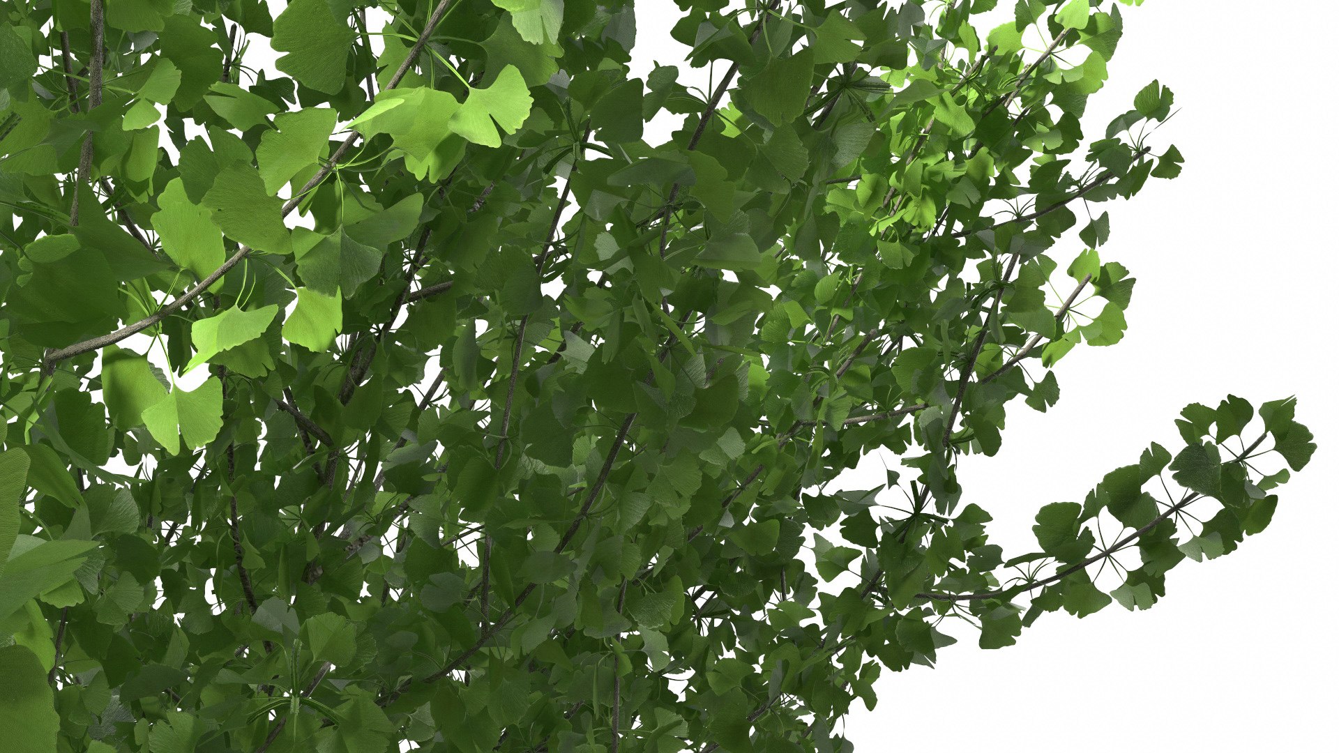Ginkgo Tree Green 3D model https://p.turbosquid.com/ts-thumb/8Q/7xjgqE/fr/ginkgotreegreenvray3dmodel019/jpg/1643748520/1920x1080/fit_q87/b143ff97214416b93995b858f96940024c110ce7/ginkgotreegreenvray3dmodel019.jpg