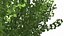 Ginkgo Vert Arbre