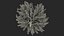 Ginkgo Vert Arbre