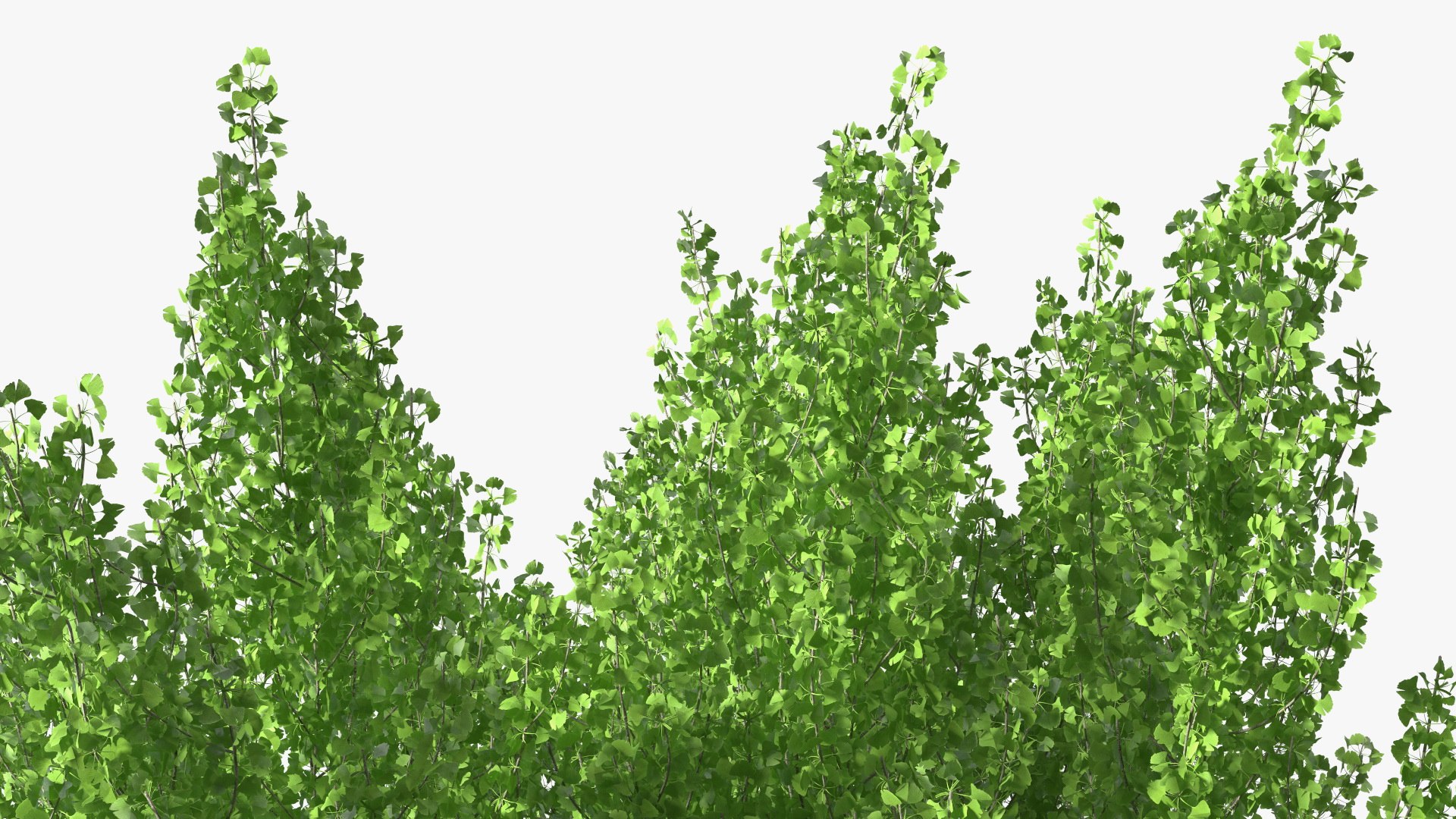 Ginkgo Tree Green 3D model https://p.turbosquid.com/ts-thumb/8Q/7xjgqE/iW/ginkgotreegreenvray3dmodel016/jpg/1643748510/1920x1080/fit_q87/9ddbb3752ec63a40a4da14362cd04543f0304db8/ginkgotreegreenvray3dmodel016.jpg