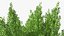 Ginkgo Vert Arbre