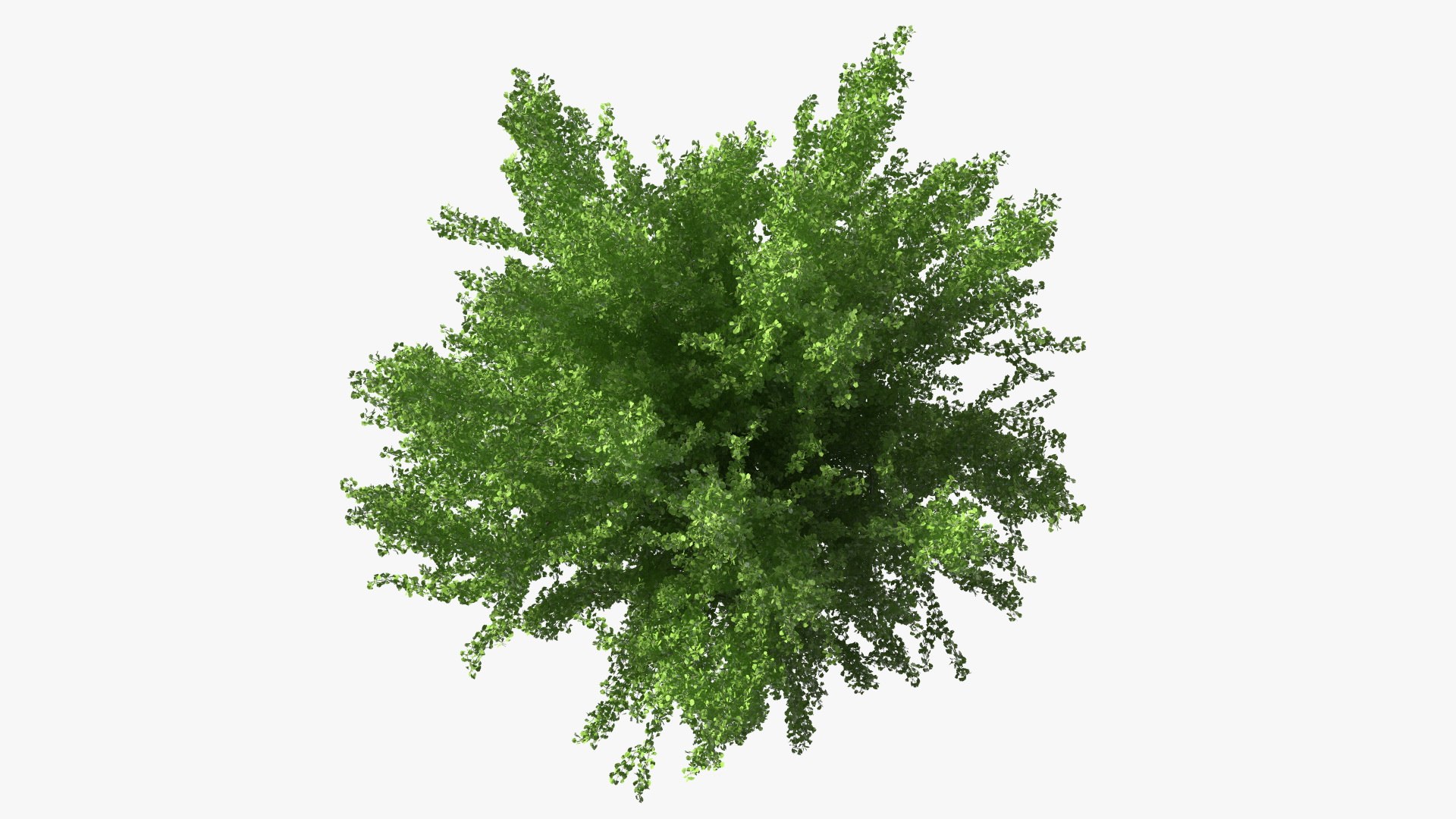 Ginkgo Tree Green 3D model https://p.turbosquid.com/ts-thumb/8Q/7xjgqE/kb/ginkgotreegreenvray3dmodel010/jpg/1643748492/1920x1080/fit_q87/297b775fdb53cd651ec430d1998ee2628336452a/ginkgotreegreenvray3dmodel010.jpg