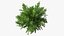 Ginkgo Vert Arbre