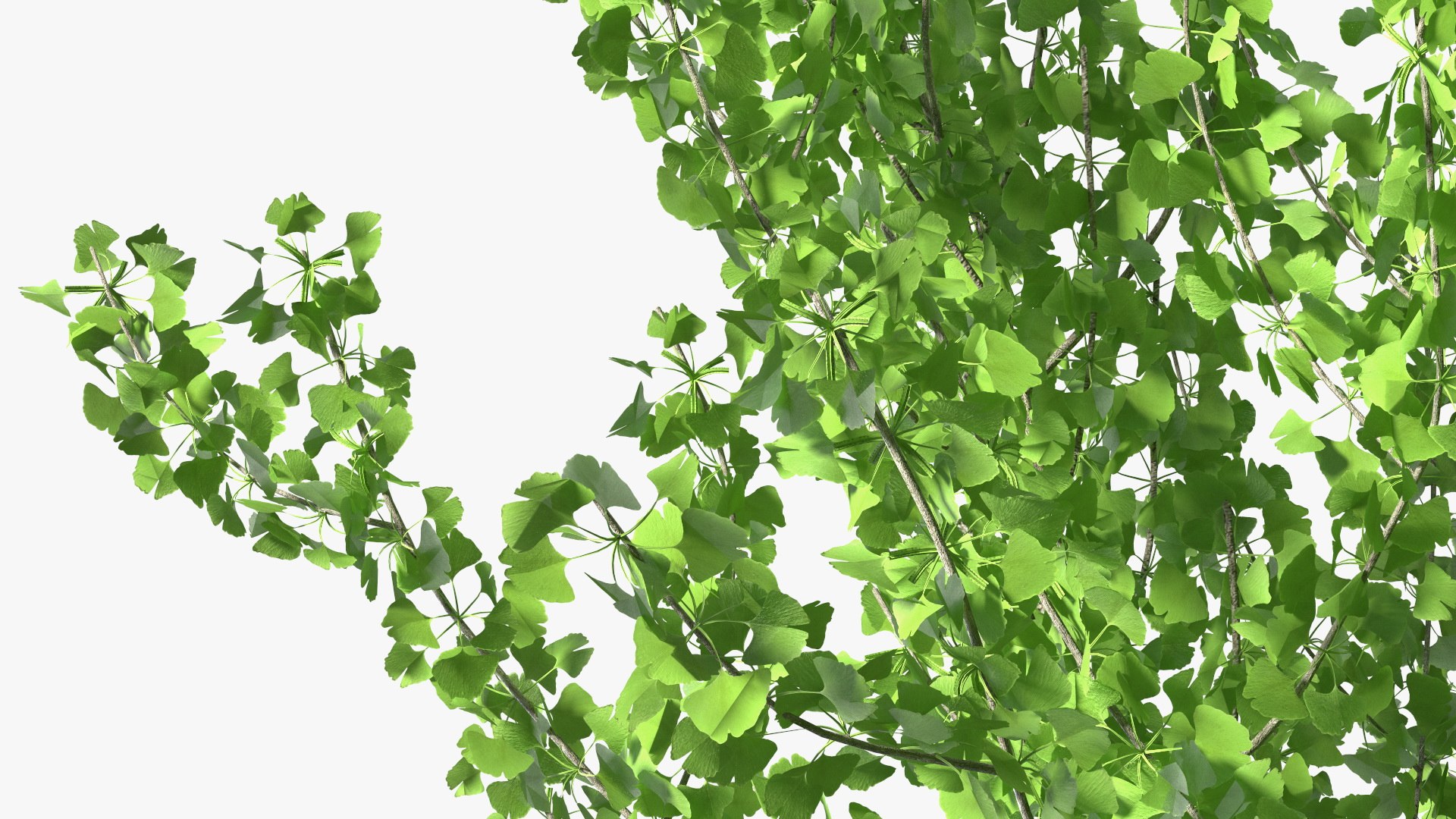 Ginkgo Tree Green 3D model https://p.turbosquid.com/ts-thumb/8Q/7xjgqE/ml/ginkgotreegreenvray3dmodel018/jpg/1643748517/1920x1080/fit_q87/ecbfd9bf37406adeb0ad57882390498a8a415f74/ginkgotreegreenvray3dmodel018.jpg