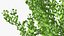 Ginkgo Vert Arbre