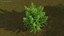 Ginkgo Vert Arbre