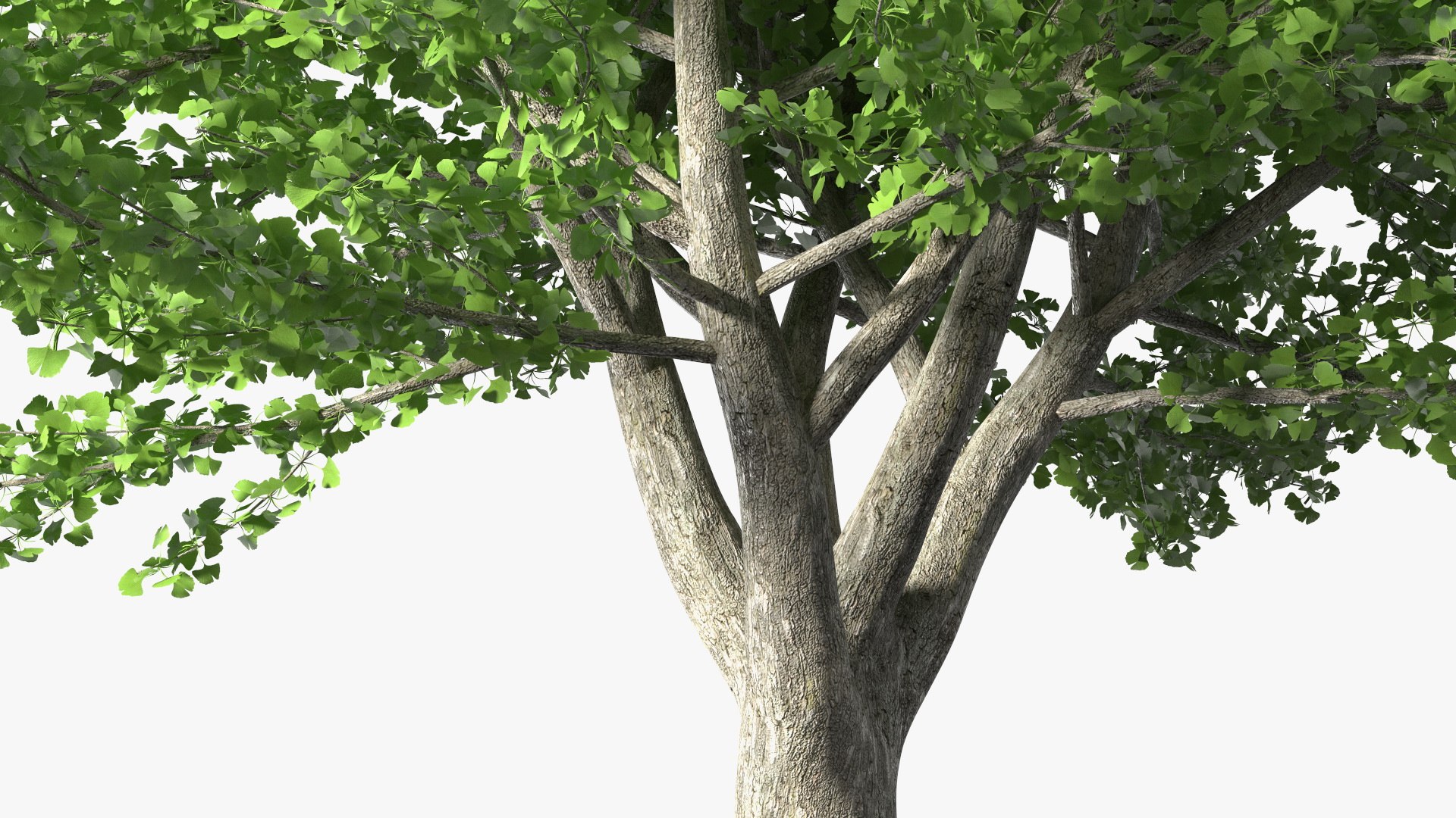 Ginkgo Tree Green 3D model https://p.turbosquid.com/ts-thumb/8Q/7xjgqE/pu/ginkgotreegreenvray3dmodel011/jpg/1643748495/1920x1080/fit_q87/d83a0e069deab403912e781d9a00a4498d632169/ginkgotreegreenvray3dmodel011.jpg