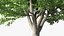 Ginkgo Vert Arbre