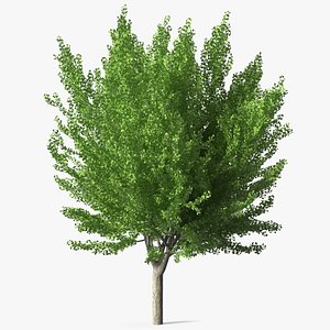 Ginkgo Tree Green 3D model