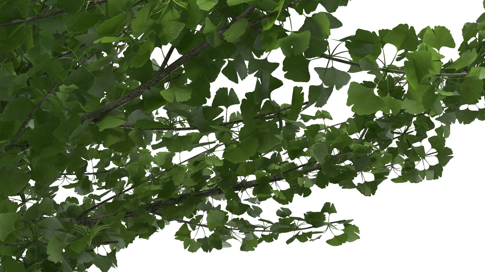 Ginkgo Tree Green 3D model https://p.turbosquid.com/ts-thumb/8Q/7xjgqE/vp/ginkgotreegreenvray3dmodel021/jpg/1643748526/1920x1080/fit_q87/d82d8e82630c8ca672e5e7ee2d1310c1f2e36269/ginkgotreegreenvray3dmodel021.jpg