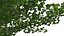 Ginkgo Vert Arbre