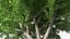 Ginkgo Vert Arbre