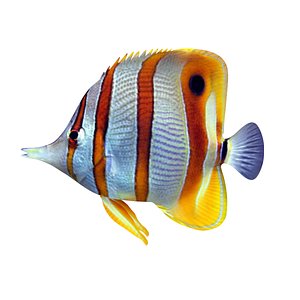 butterflyfish model
