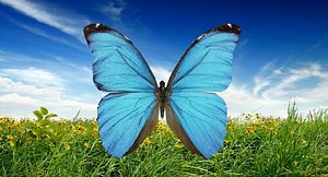 3d butterfly