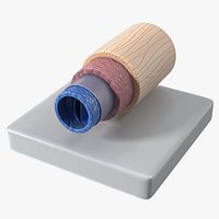 Model of Vein in Cross Section
