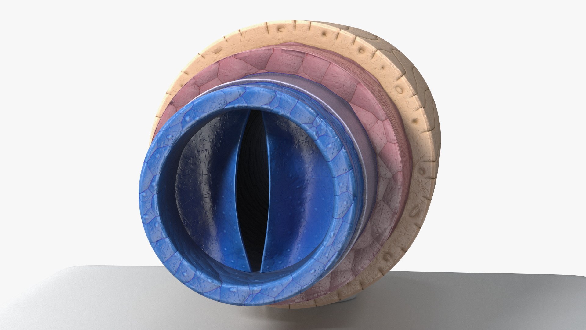 3D Model of Vein in Cross Section model https://p.turbosquid.com/ts-thumb/8Q/CHhwOU/Cz/model_of_vein_in_cross_section_011/jpg/1746916100/1920x1080/fit_q87/492df0d9751a8665d920df4a2f3a0fb58242dfe2/model_of_vein_in_cross_section_011.jpg