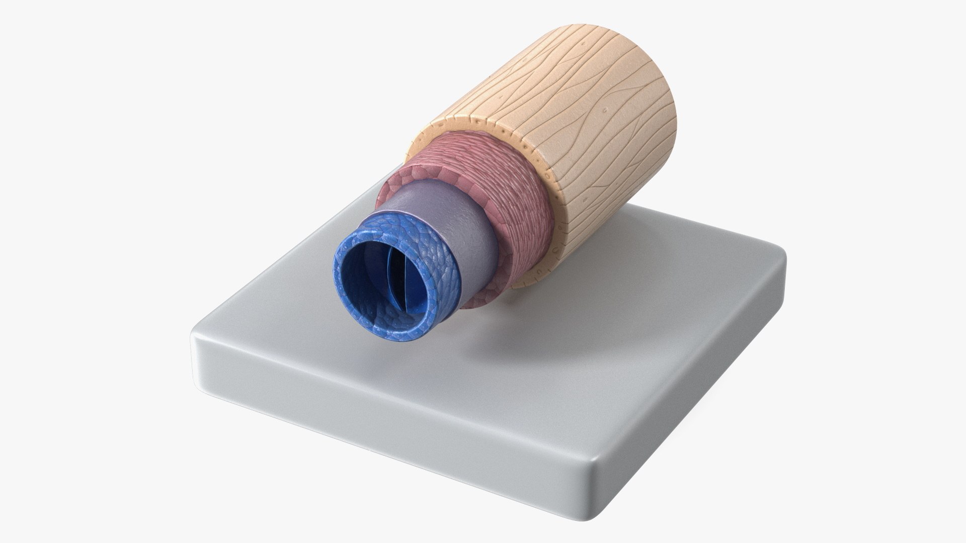 3D Model of Vein in Cross Section model https://p.turbosquid.com/ts-thumb/8Q/CHhwOU/DR/model_of_vein_in_cross_section_002/jpg/1746915962/1920x1080/fit_q87/76d14ba2fa716ac53ba0a841579f61e43ec977aa/model_of_vein_in_cross_section_002.jpg