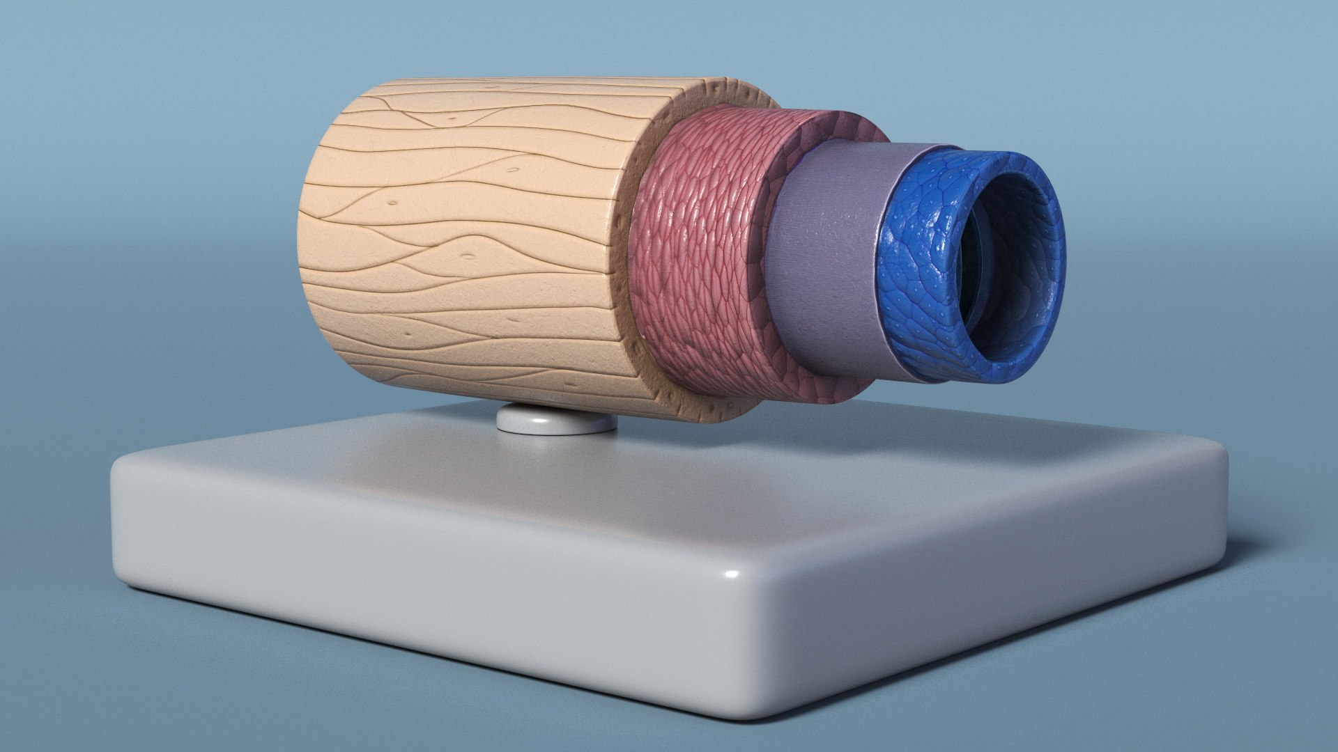 3D Model of Vein in Cross Section model https://p.turbosquid.com/ts-thumb/8Q/CHhwOU/sq/model_of_vein_in_cross_section_005/jpg/1746916085/1920x1080/fit_q87/6b714677968dbef35b295d2df8485e24a82cf2f8/model_of_vein_in_cross_section_005.jpg