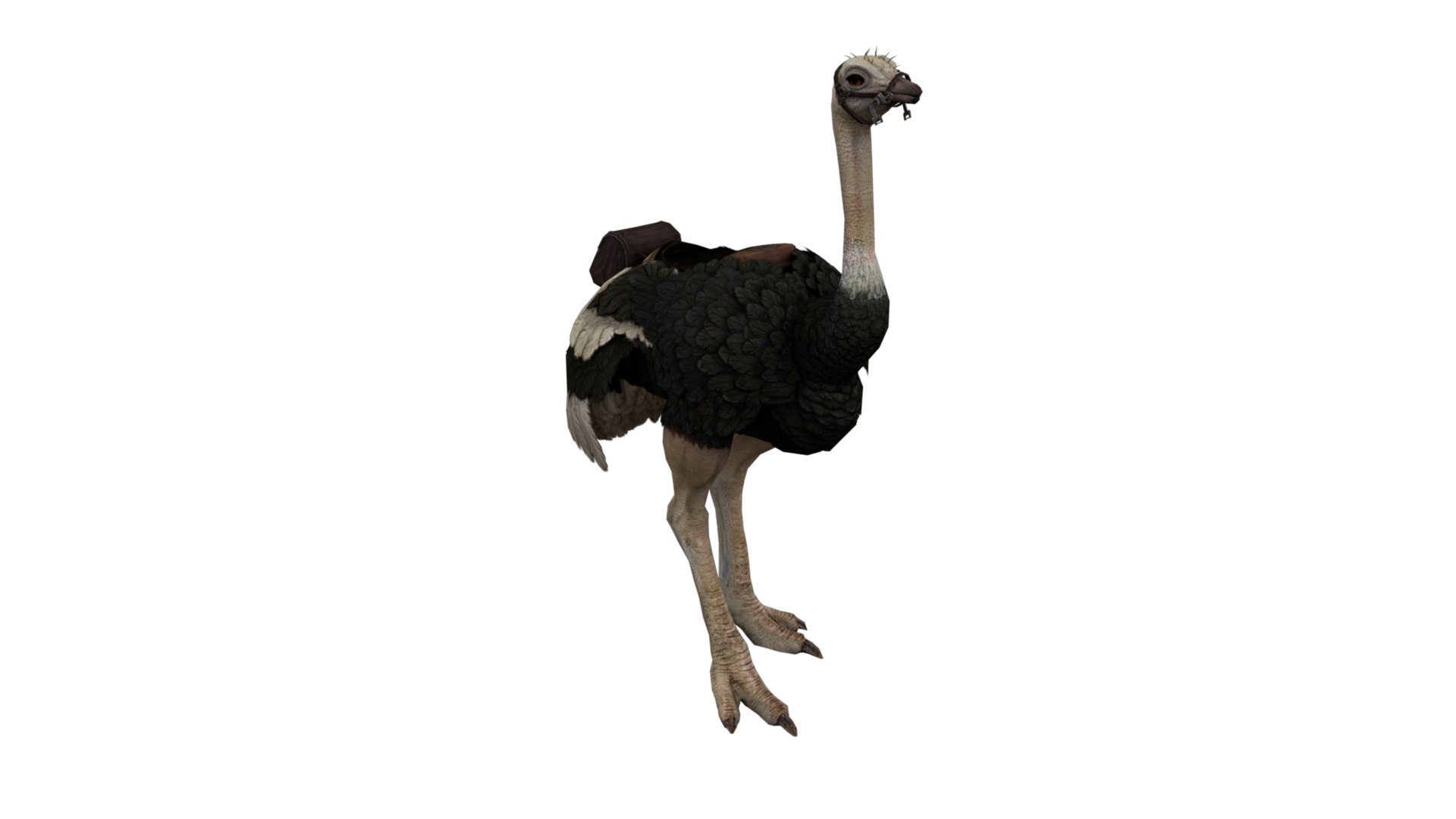 Ostrich Animated 3D Model - TurboSquid 2186710