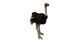Ostrich Animated 3D model