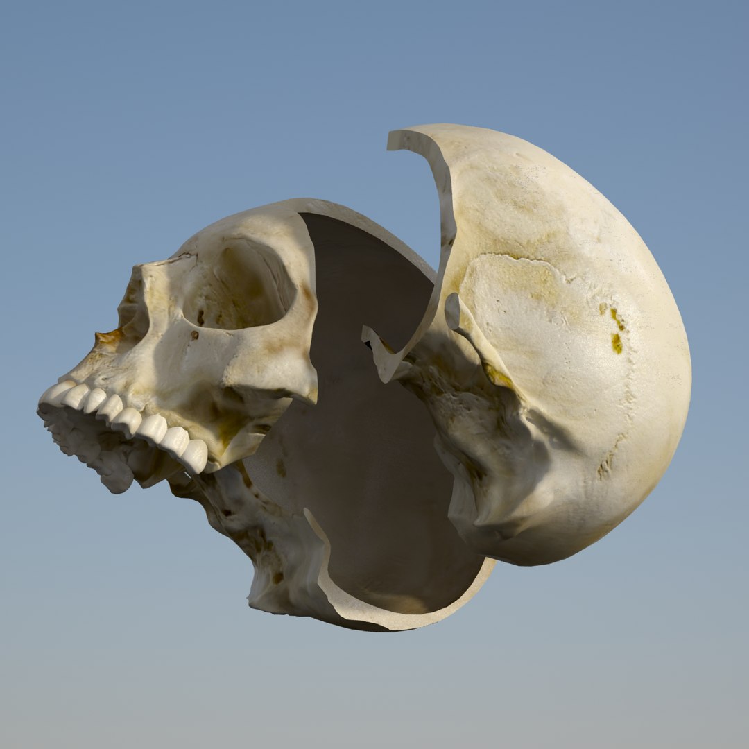 human skull 3d model https://p.turbosquid.com/ts-thumb/8Q/EFjP7Q/1XO1NkrB/skull_0004/png/1389536832/1920x1080/fit_q87/702c31b275dda7a621b650890c8e40aeac62575e/skull_0004.jpg