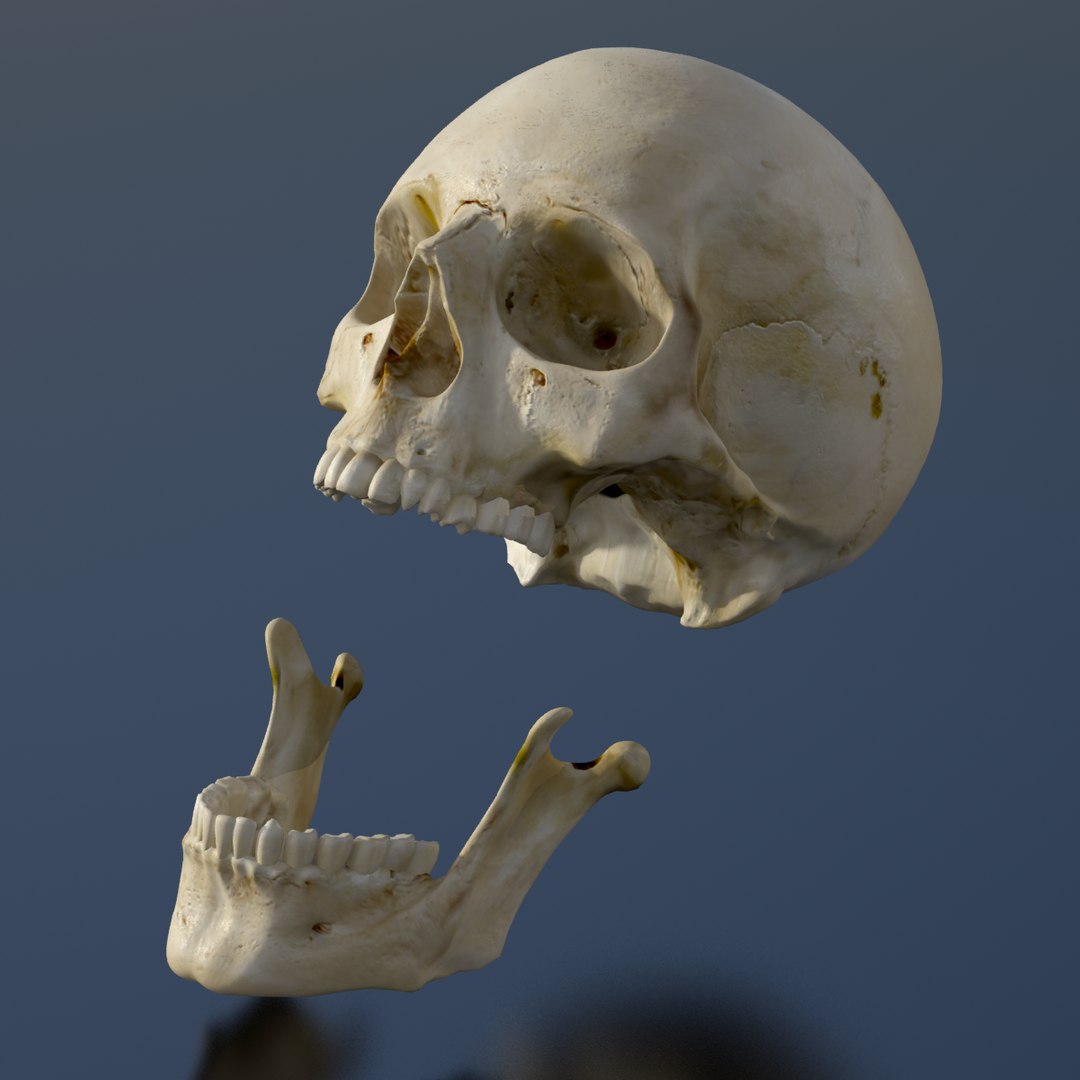 human skull 3d model https://p.turbosquid.com/ts-thumb/8Q/EFjP7Q/2uVluvcQ/skull_0003/png/1389536832/1920x1080/fit_q87/e4c86bac70dfc92e1c6a41a7bcee531b7a47200d/skull_0003.jpg