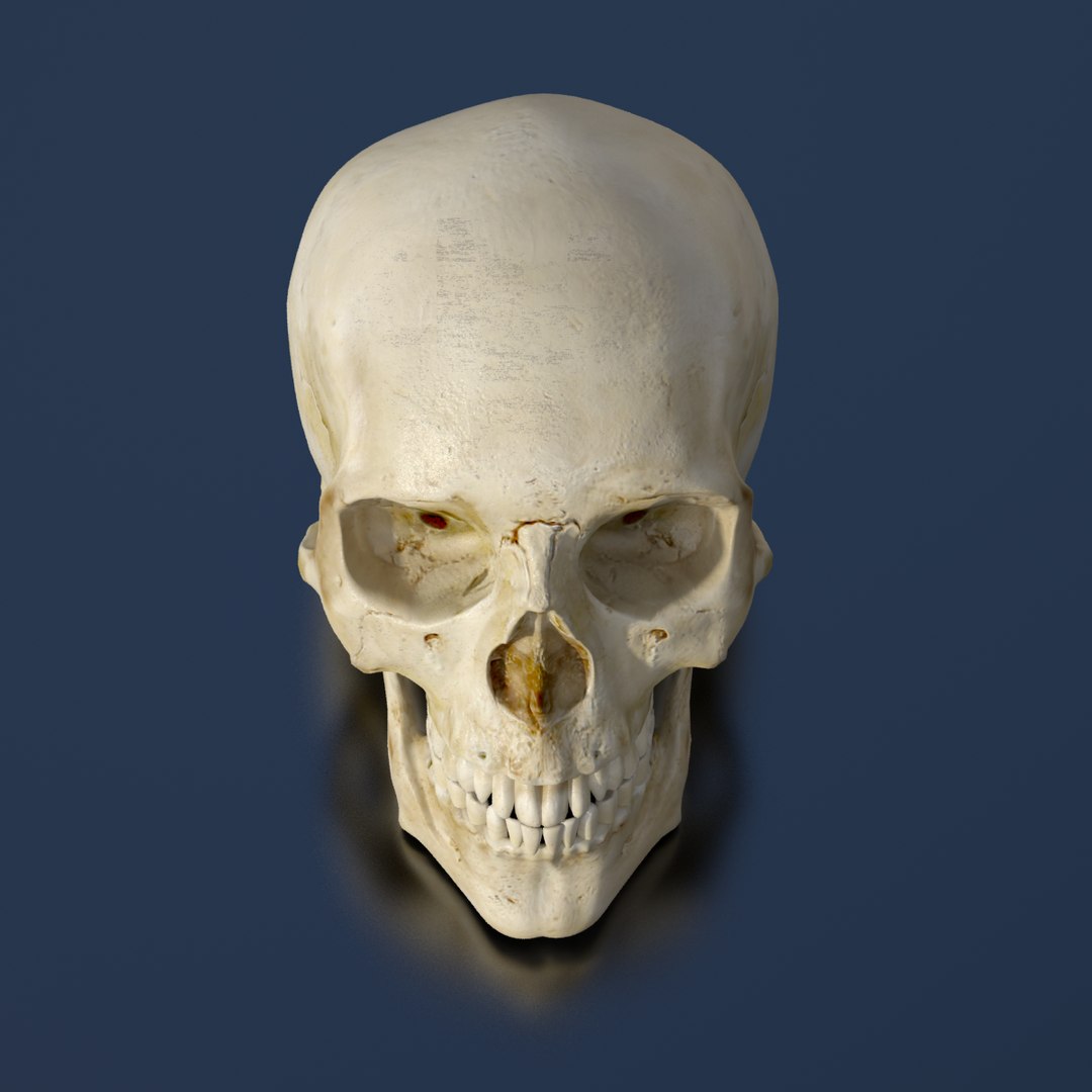 human skull 3d model https://p.turbosquid.com/ts-thumb/8Q/EFjP7Q/7zIjmQrZ/skull_0002/png/1389536832/1920x1080/fit_q87/d4c23f374e2e20e8df7b18c5439c10359618b0e3/skull_0002.jpg
