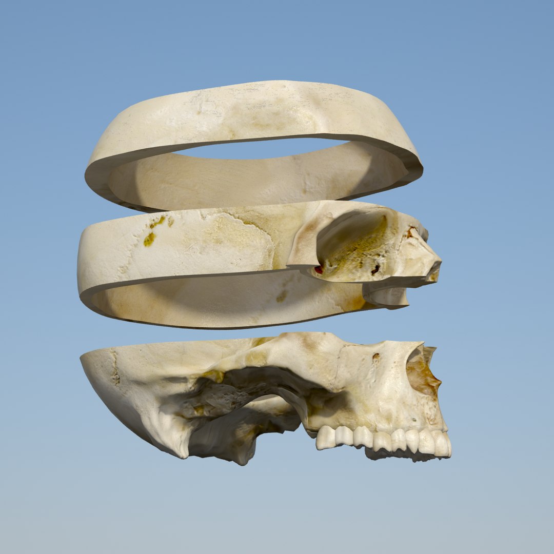 human skull 3d model https://p.turbosquid.com/ts-thumb/8Q/EFjP7Q/CuPXnIIj/skull_0005/png/1389536832/1920x1080/fit_q87/f92cfac040be5256af4fbdf5008072f6df885d7c/skull_0005.jpg