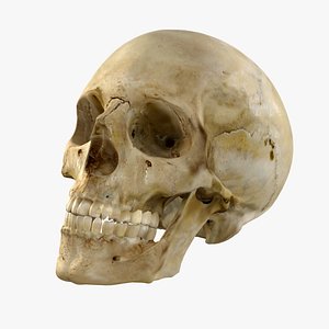 Skull