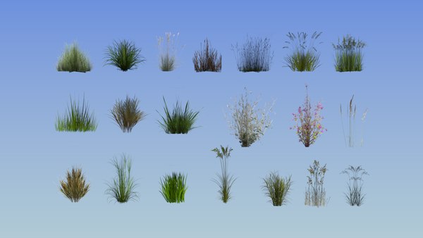 3d model calamagrostis acutiflora grass