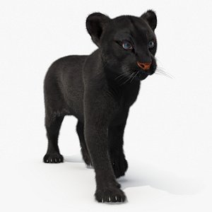 3D Black Panther Cub with Fur for Cinema 4D Rigged model