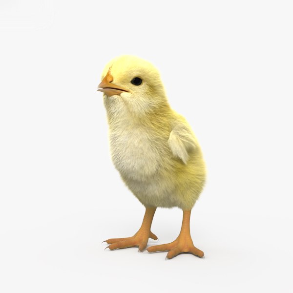 Pollito 3D Modelos para Descargar | TurboSquid