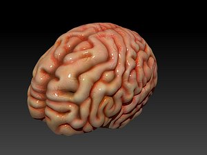 human brain obj
