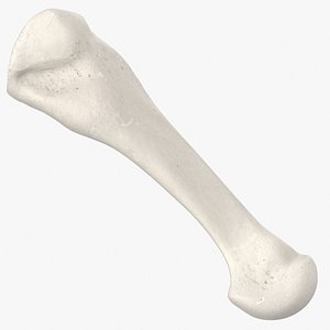 3D fourth metatarsal bone 01