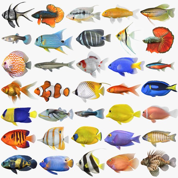 modelo 3d Modelo 3D del pez trucha - TurboSquid 2310707
