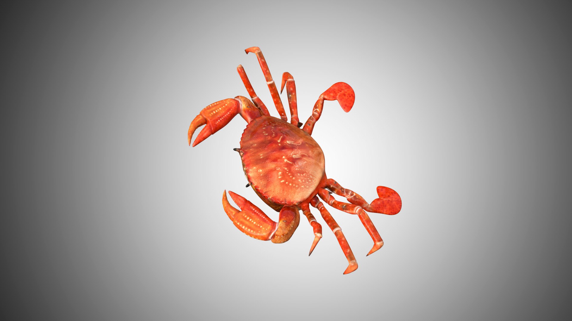 Rigged Realistic 3D Model - TurboSquid 1602650