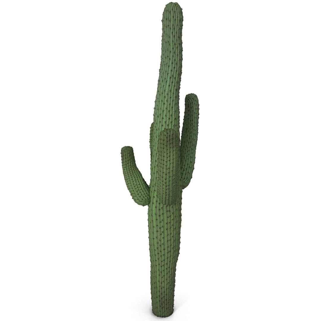 3d mexican cactus model https://p.turbosquid.com/ts-thumb/8Q/hfE0MM/73tY8Pfc/mexicancactus_4/jpg/1393354714/1920x1080/fit_q87/daa28f70175aea007ed95c0464c4f8ba8204869c/mexicancactus_4.jpg