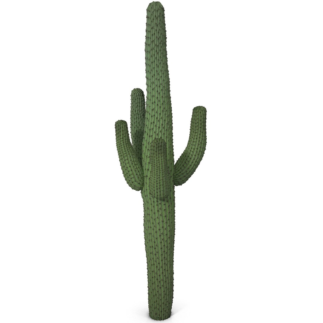 3d mexican cactus model https://p.turbosquid.com/ts-thumb/8Q/hfE0MM/AvIYmxH0/mexicancactus_2/jpg/1393354707/1920x1080/fit_q87/8f965f20b0fc3bc548d7193add34e19ddd967dd1/mexicancactus_2.jpg