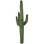 Mexican Cactus